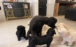 Goldendoodle dogs for sale: Stunning Goldendoodle puppies - Image 25