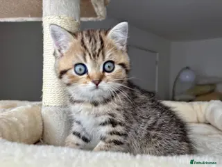 British Shorthair cats 🏆😍 Irresistible Golden Chinchilla’s Mini BSH🏆😍 - Advert 1