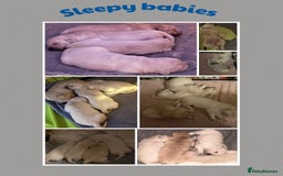 Golden Retriever dogs for sale: Golden retriever puppys - Image 5