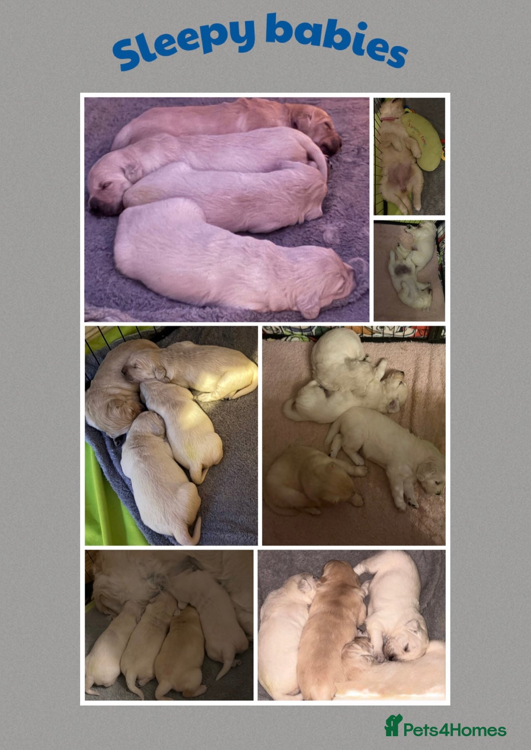 Golden Retriever dogs for sale: Golden retriever puppys - Image 5