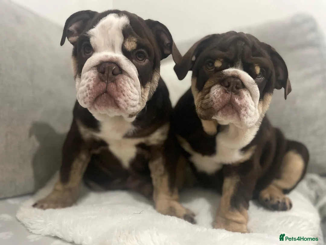 English Bulldog dogs for sale: 🌟 Quality English Bulldog Puppies ⭐️  - Advert 2