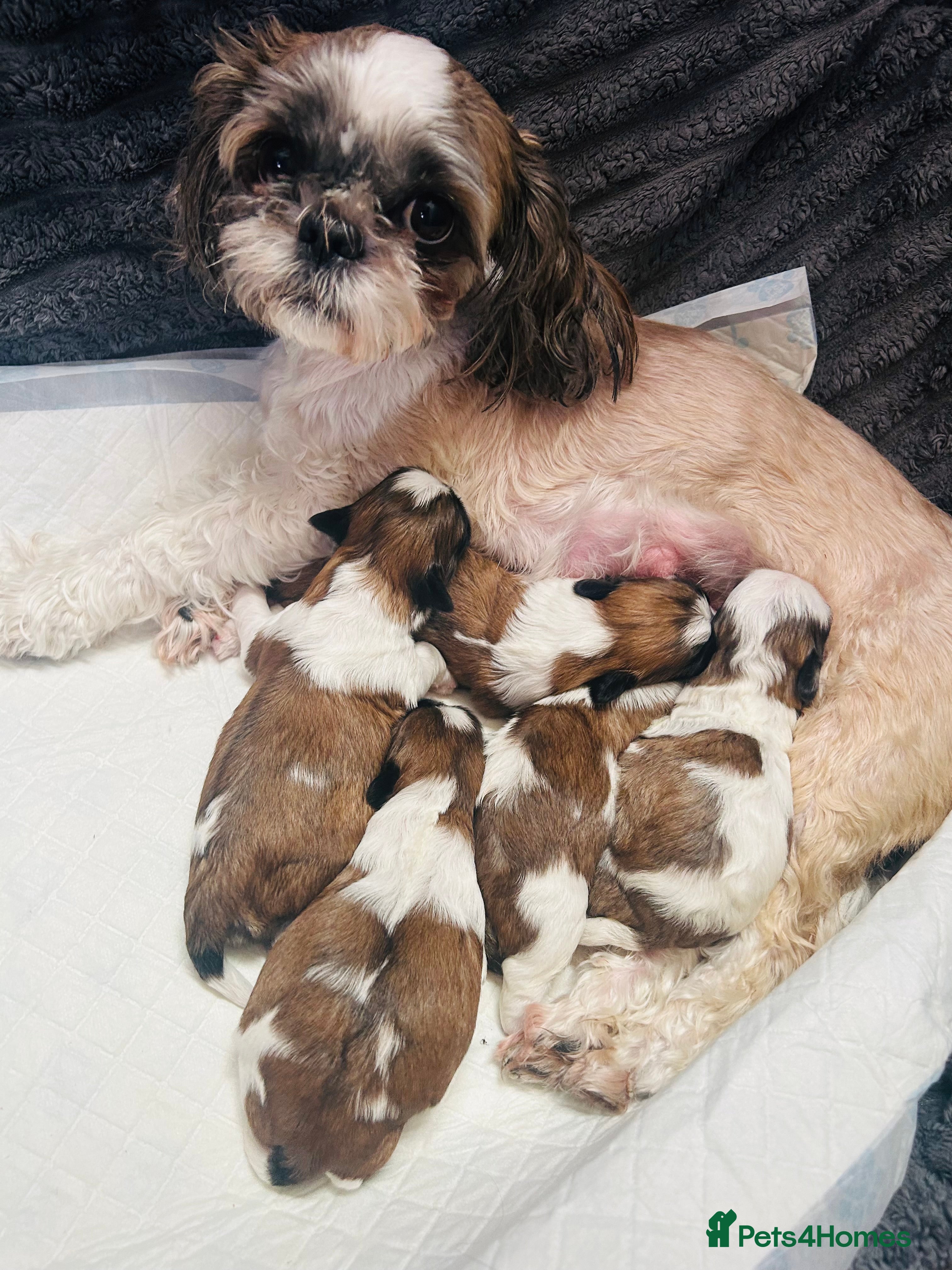 Shih Tzu dogs Shih Tzu  - Advert 1