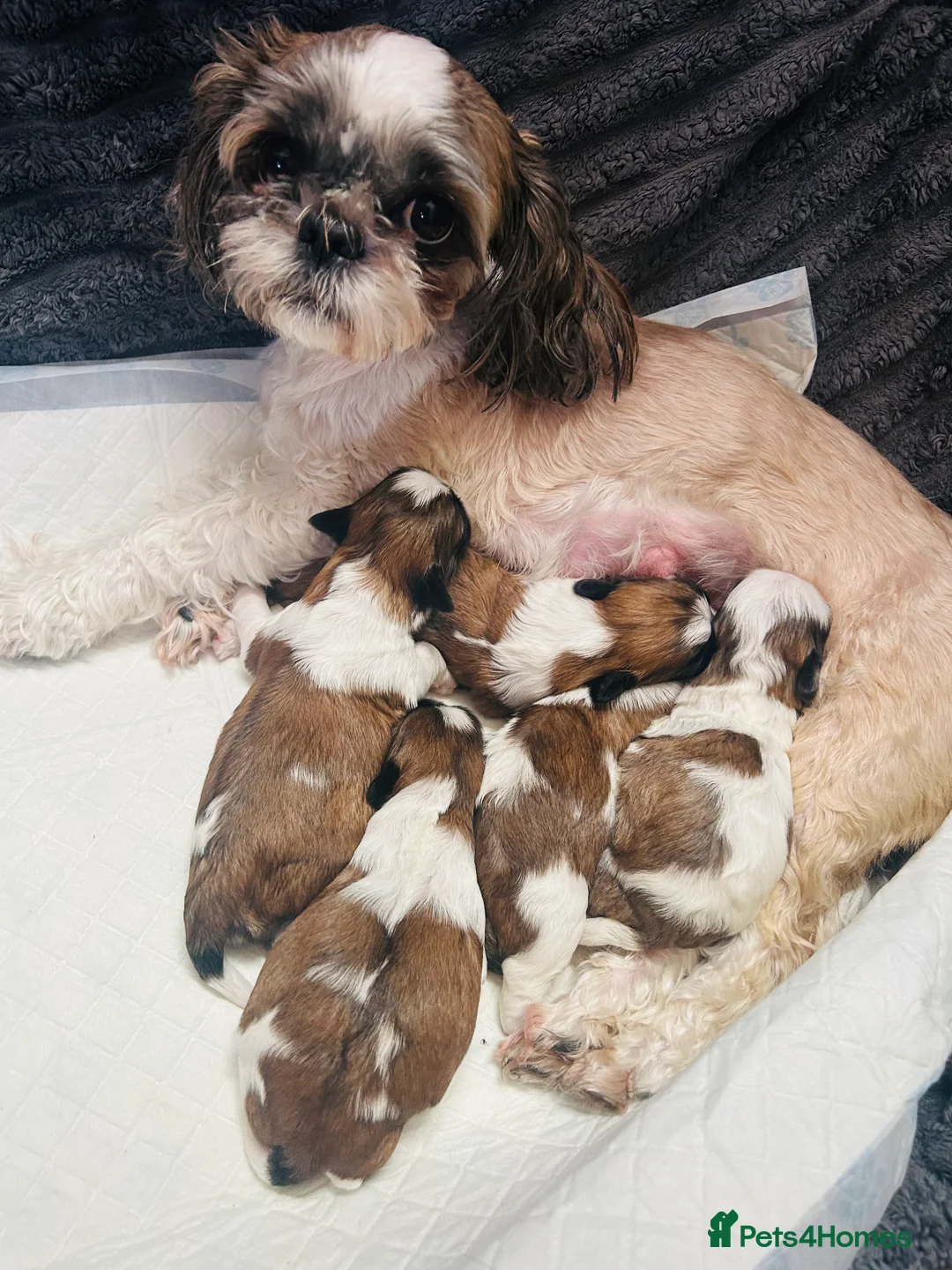 Shih Tzu dogs for sale: Shih Tzu  - Advert 1