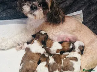 Shih Tzu dogs Shih Tzu - Advert 1