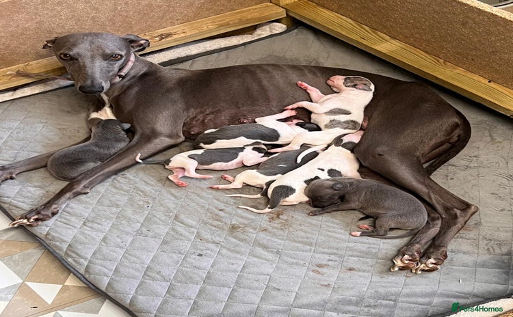 Whippet dogs - Advert 1
