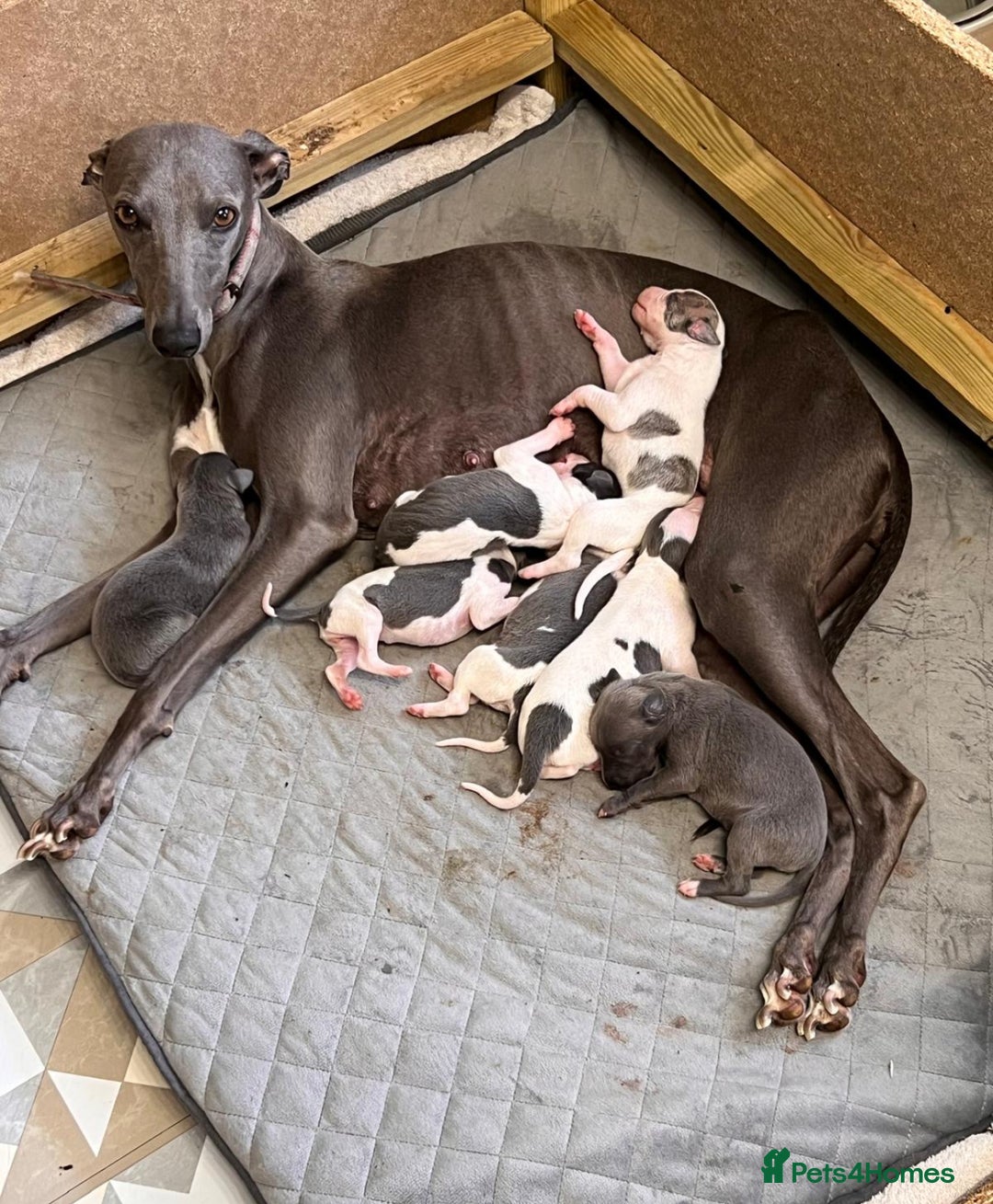 Whippet dogs for sale: ⭐️ KC Whippet pups blue and white. ⭐️ - Image 1