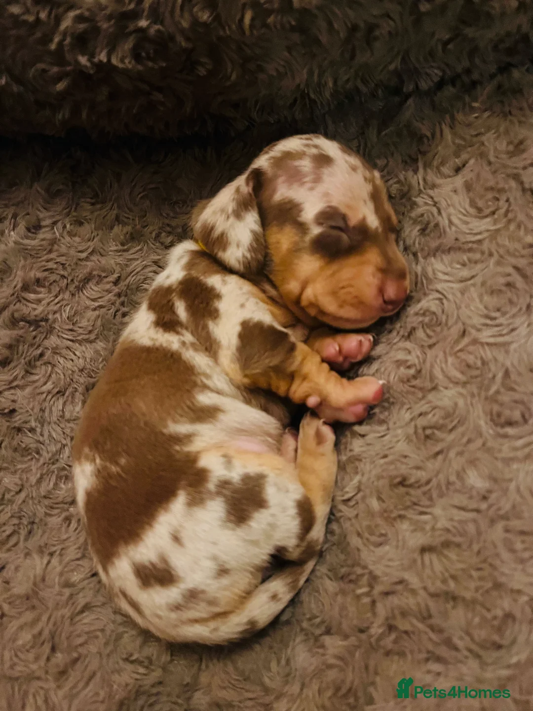 Miniature Dachshund dogs for sale: 7 mini dachshunds Exeter Devon  - Advert 2
