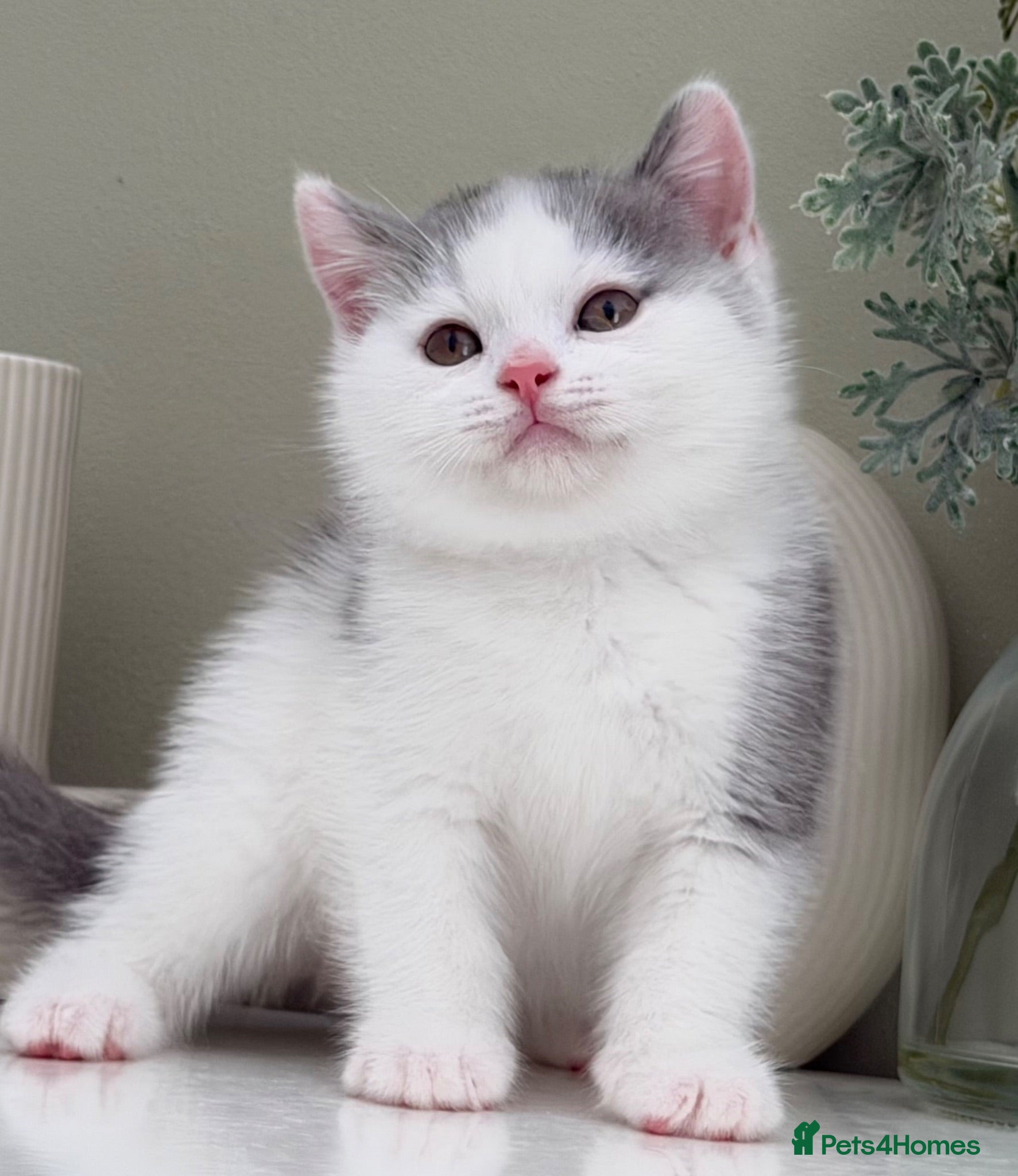 British Shorthair cats Stunning British Shorthair kittens  - Advert 1