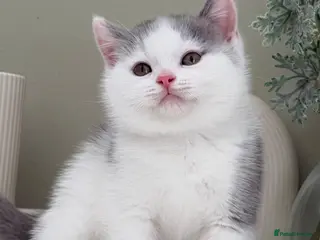 British Shorthair cats Stunning British Shorthair kittens - Advert 1