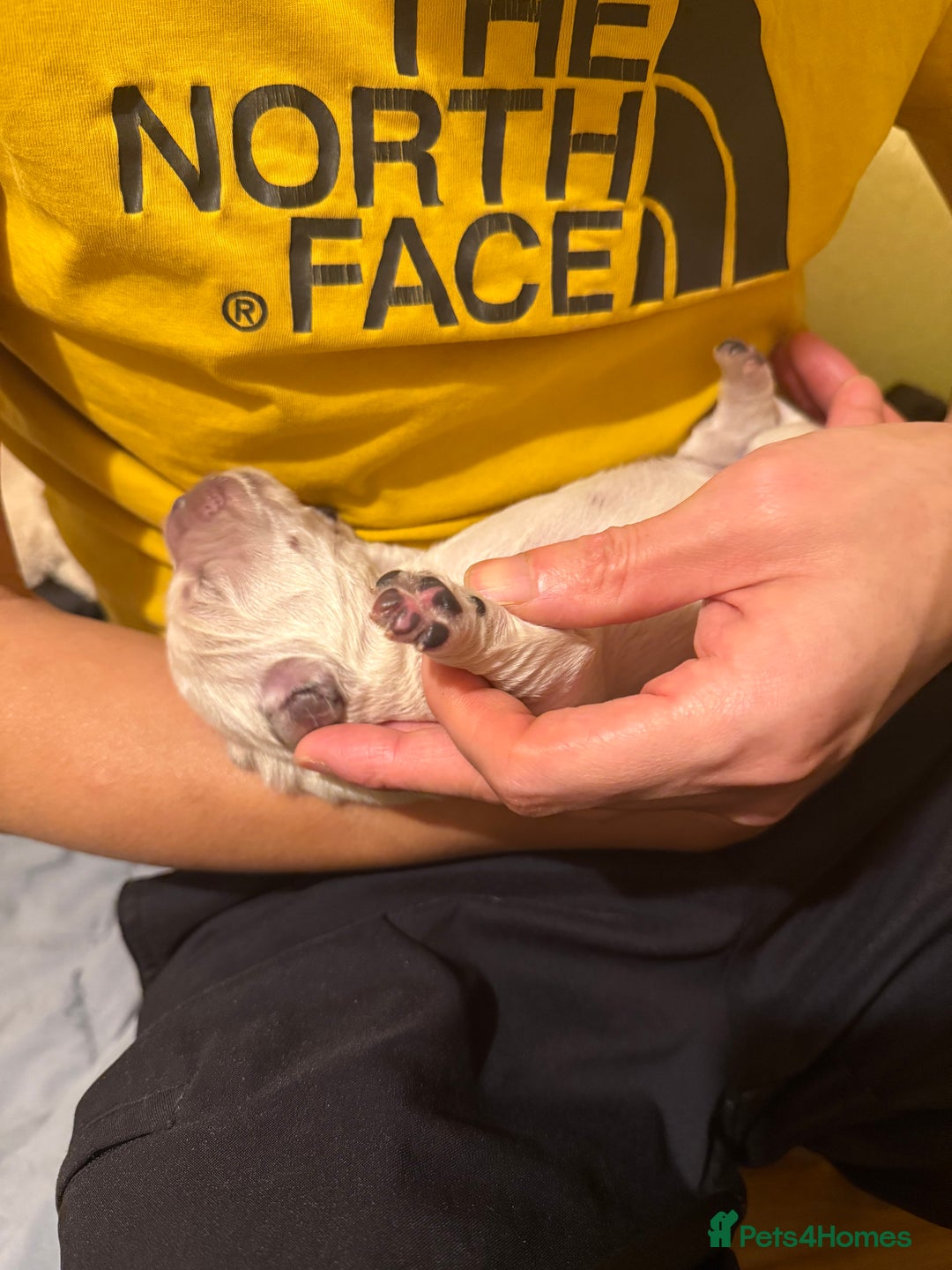 Golden Retriever dogs for sale: Golden Retriever Puppies - Advert 2