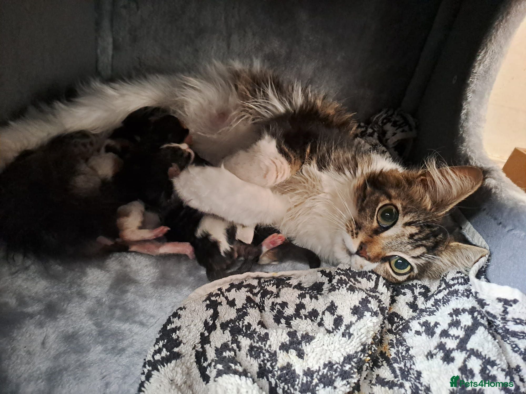 Maine Coon cats Pedigree Maine Coon kittens - Advert 1