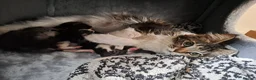 Maine Coon cats for sale: Pedigree Maine Coon kittens in Millom - Advert 1