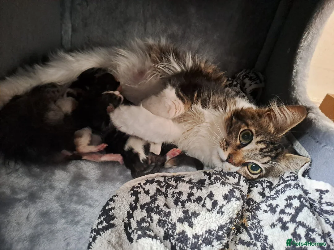 Maine Coon cats for sale: Pedigree Maine Coon kittens in Millom - Advert 1
