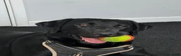 Labrador Retriever dogs for sale: Rex and Charlie 2.5 year old brothers in Hitchin - Advert 6
