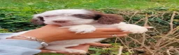 English Setter dogs for adoption: Mara's pups -4x male 4x female English Setter pups - Advert 8