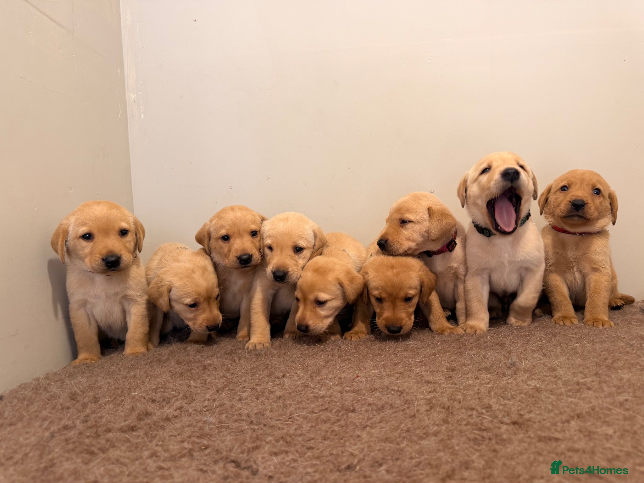 Labrador Retriever dogs 🐾Exceptional KC Registered Labrador Puppies🐾 - Advert 4