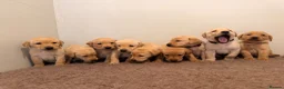 Labrador Retriever dogs for sale: 🐾Exceptional KC Registered Labrador Puppies🐾 - Advert 4