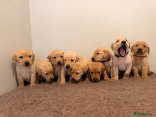 Labrador Retriever dogs 🐾Exceptional KC Registered Labrador Puppies🐾 - Advert 4
