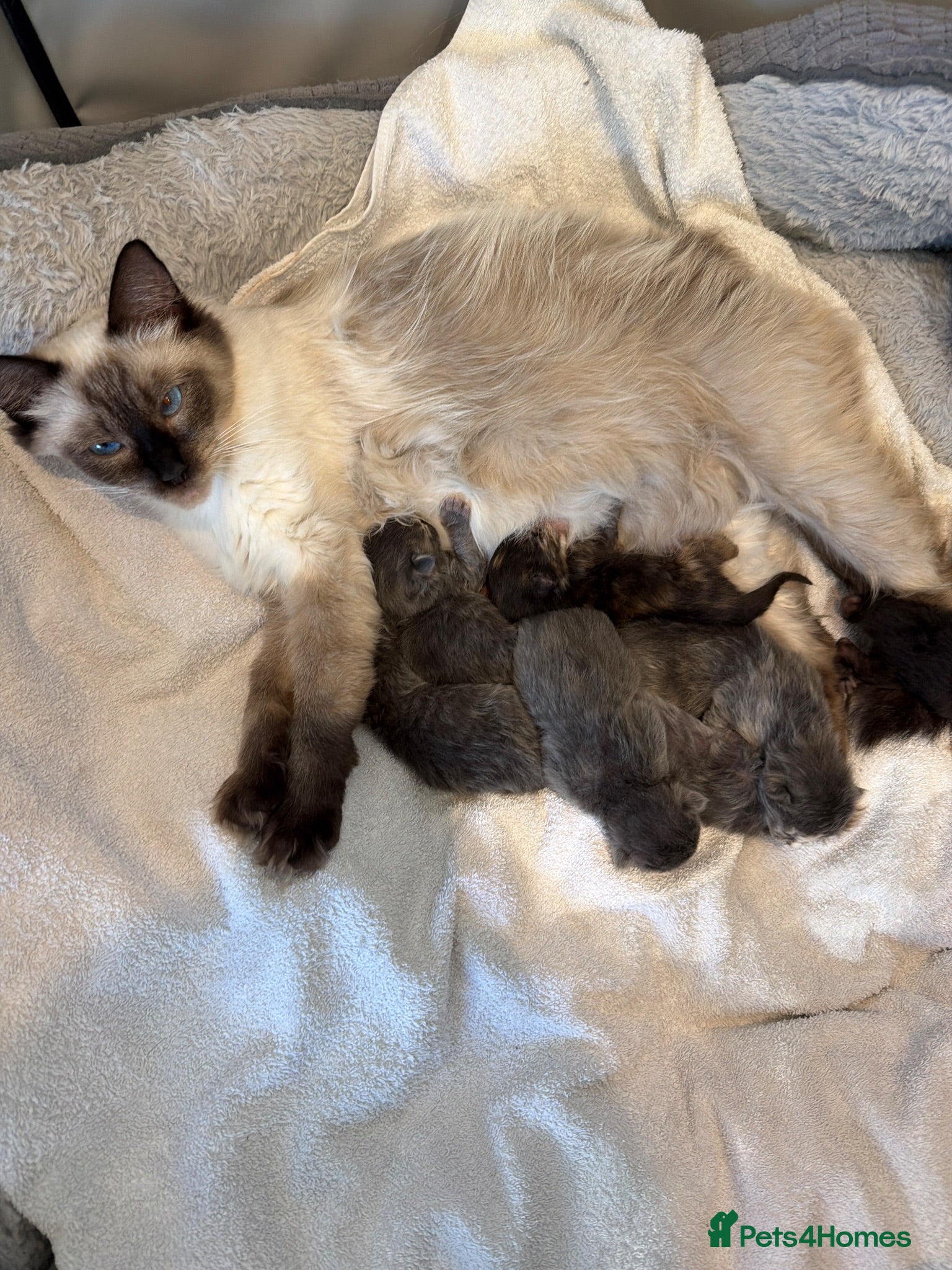 Ragdoll cats Rare Ragdoll x Maine Coon Kittens - Advert 2