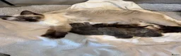 Ragdoll cats for sale: Rare Ragdoll x Maine Coon Kittens - Advert 2