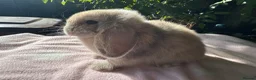 Mini Lop rabbits for sale: Beautiful mini lops for sale  - Advert 11