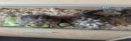 Tortoise reptiles for sale: Herman tortoises,vivarium and lamp.full set up - Advert 3