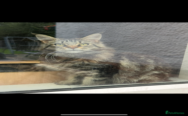 Maine Coon cats Maine Coon kittens Ready Now  - Advert 1