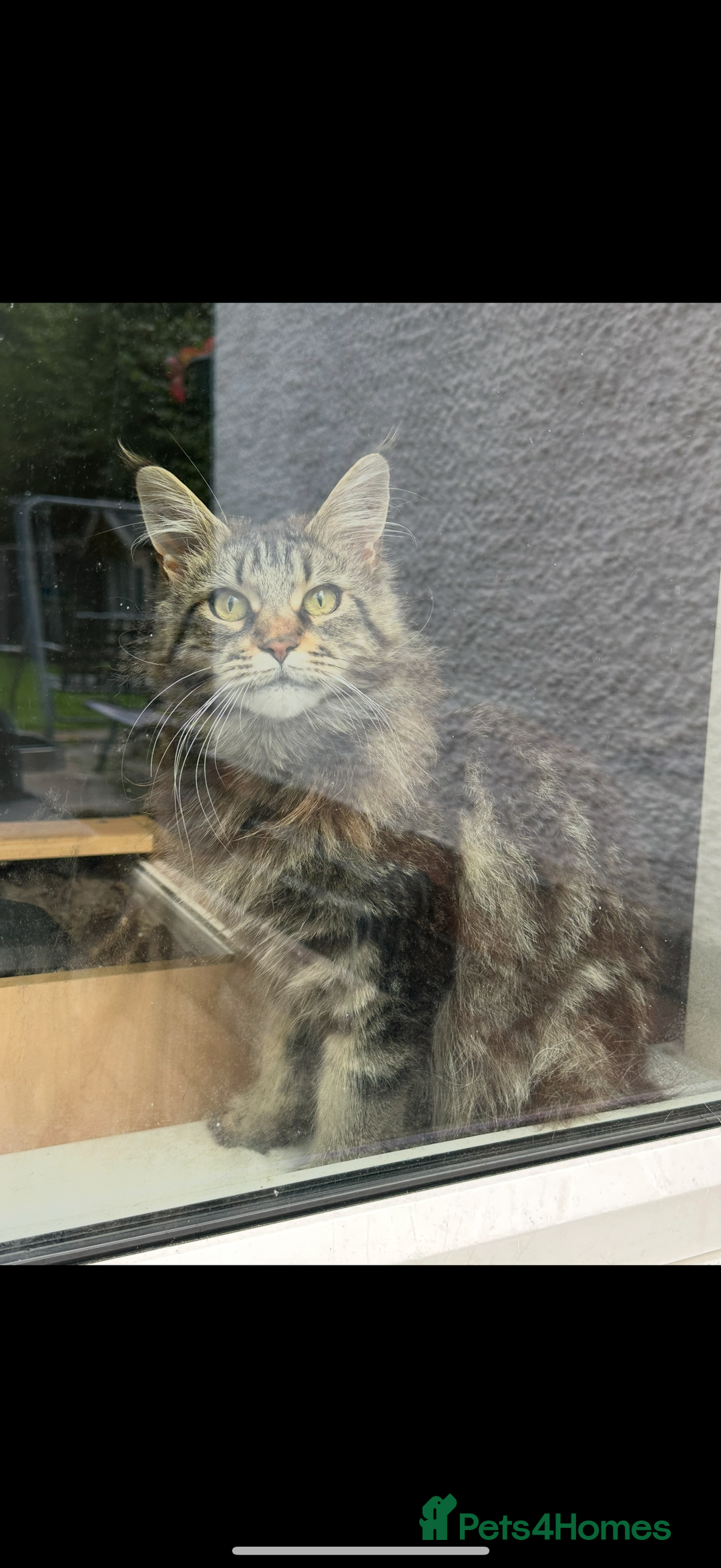 Maine Coon cats for sale: Maine Coon kittens Ready Now just the girl left  - Advert 1