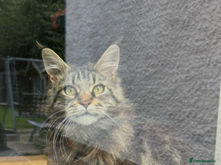 Maine Coon cats Maine Coon kittens Ready Now just the girl left - Advert 2