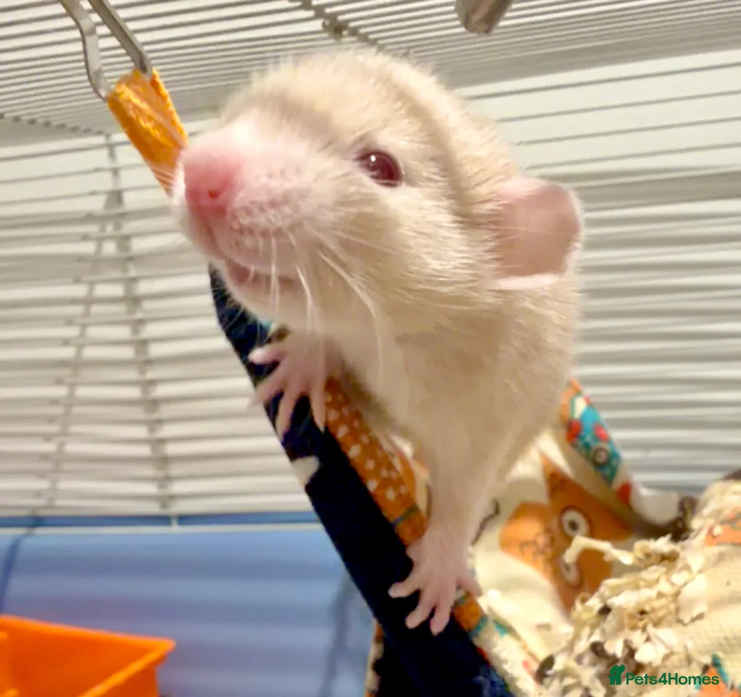 Rat rodents for sale: 5 weeks Adorable & Friendly Baby Fancy Rats - Advert 2