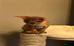 Abyssinian cats for sale: TICA champion line Abyssinian kittens  - Image 28