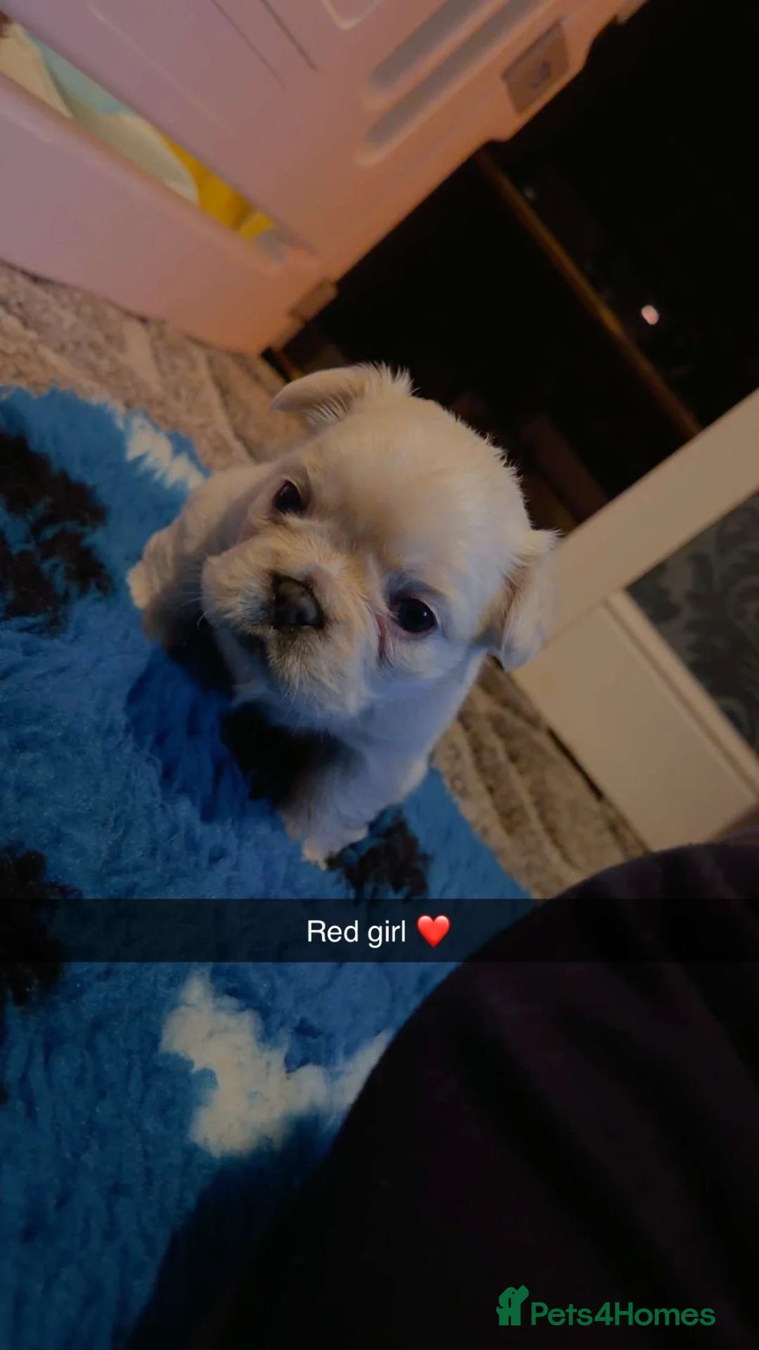 French Bulldog dogs for sale: French bulldog puppies  - Advert 1