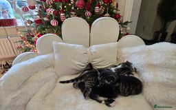 Russian Blue cats for sale: Russian blue =Main coon cross kittens  - Advert 12