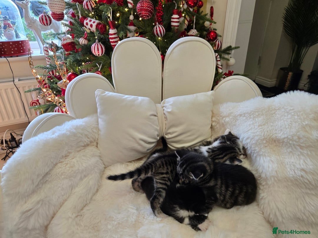 Russian Blue cats for sale: Russian blue =Main coon cross kittens  - Advert 12