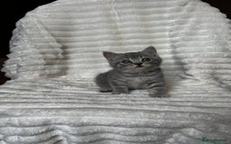 British Shorthair cats for sale: OUTSTANDING GCCF + HEALTH TESTED BSH + BLH KITTENS - Image 34