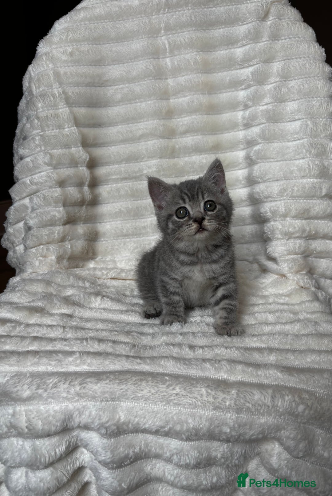 British Shorthair cats for sale: OUTSTANDING GCCF + HEALTH TESTED BSH + BLH KITTENS - Image 34
