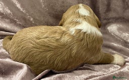 Labradoodle dogs for sale: Labradoodles for Sale! - Image 15