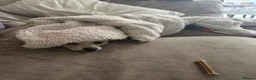 Pomchi dogs for sale: Pomchi - Advert 3