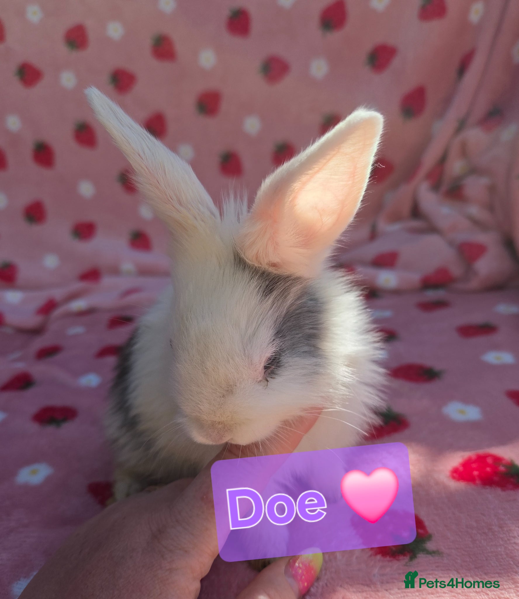 Mixed Breed rabbits LAST 2 Mini Plush lop 🩷🩵 8 weeks old very tame - Advert 2