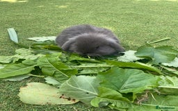 Mini Lop rabbits for sale: 6 beautiful baby mini lop bunnies 🐰  - Image 7
