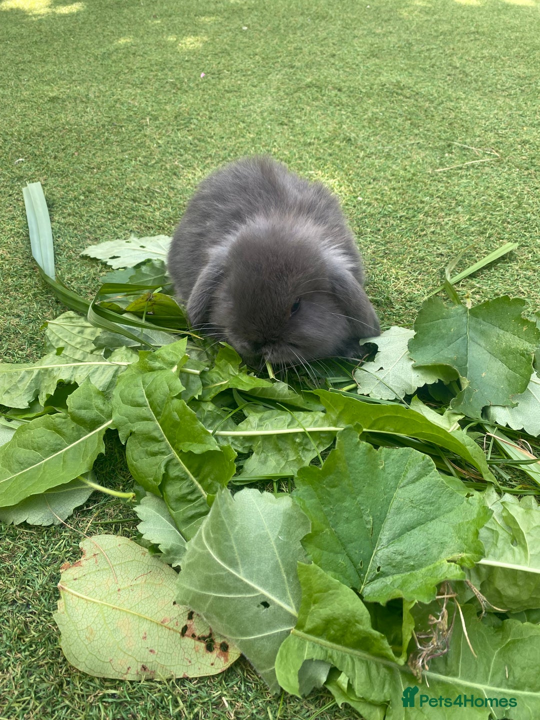 Mini Lop rabbits for sale: 6 beautiful baby mini lop bunnies 🐰  - Image 7