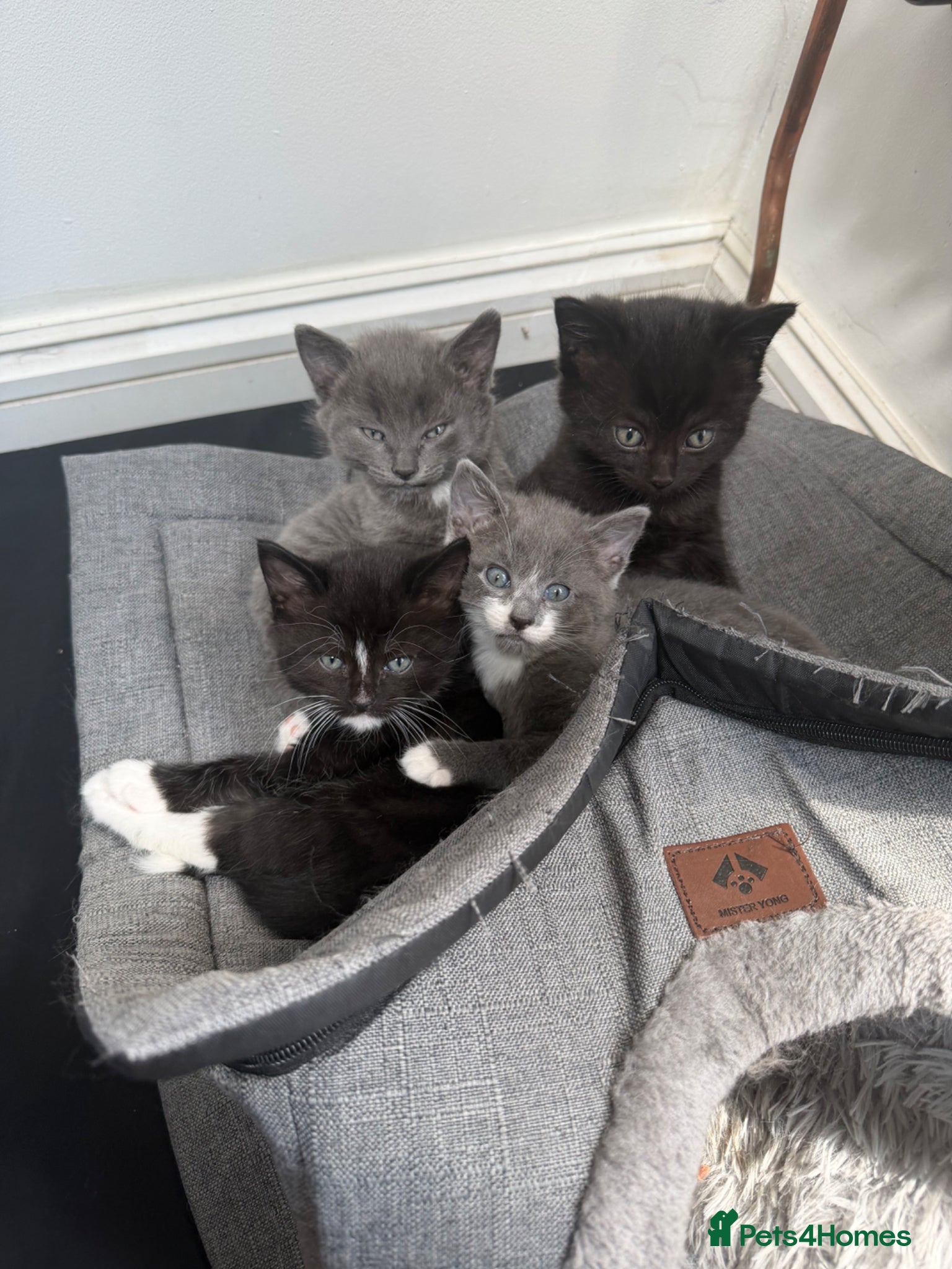 Mixed Breed cats Turkish Angora Mix Kittens  - Advert 14