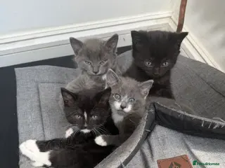 Mixed Breed cats Turkish Angora Mix Kittens - Advert 14