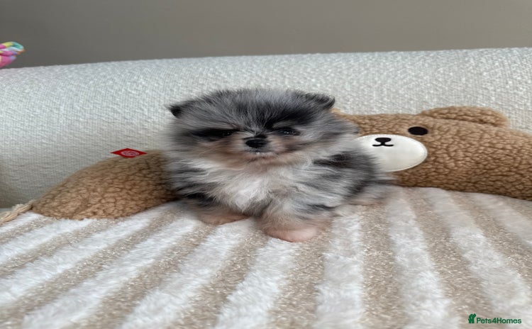 Pomeranian dogs - Advert 3
