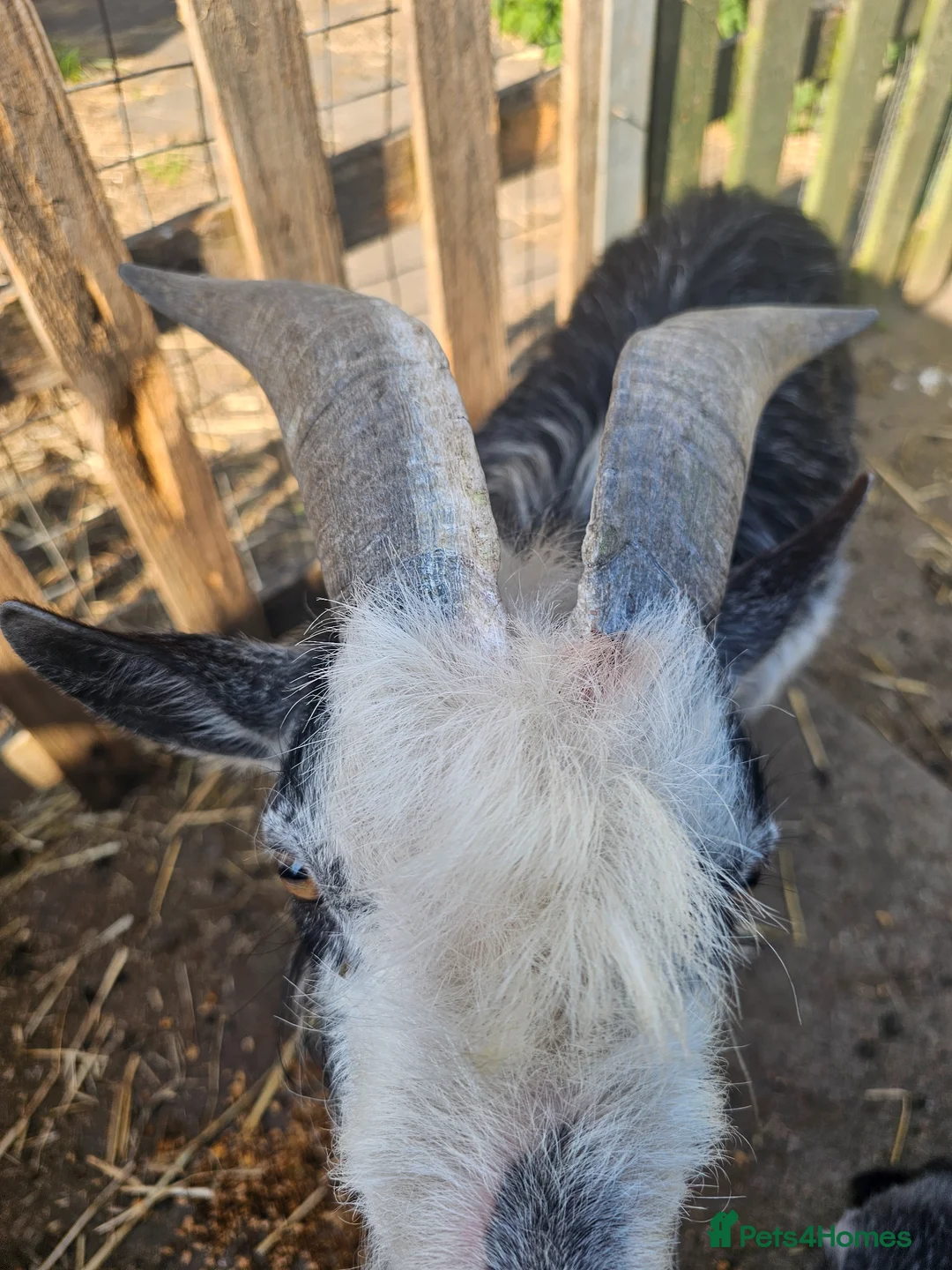 Goats livestock for sale: Intact billy very friendly  - Advert 2