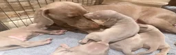 Weimaraner dogs for sale: Wonderful KC Reg Weimaraner Puppies x 6  - Advert 15