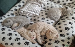 British Shorthair cats for sale: 🐈‍⬛ Last Blue Male 🐈‍⬛ British Shorthair - Image 4