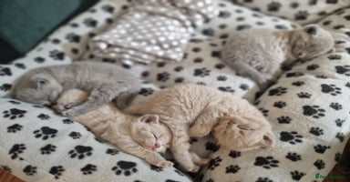 British Shorthair cats - Advert 7