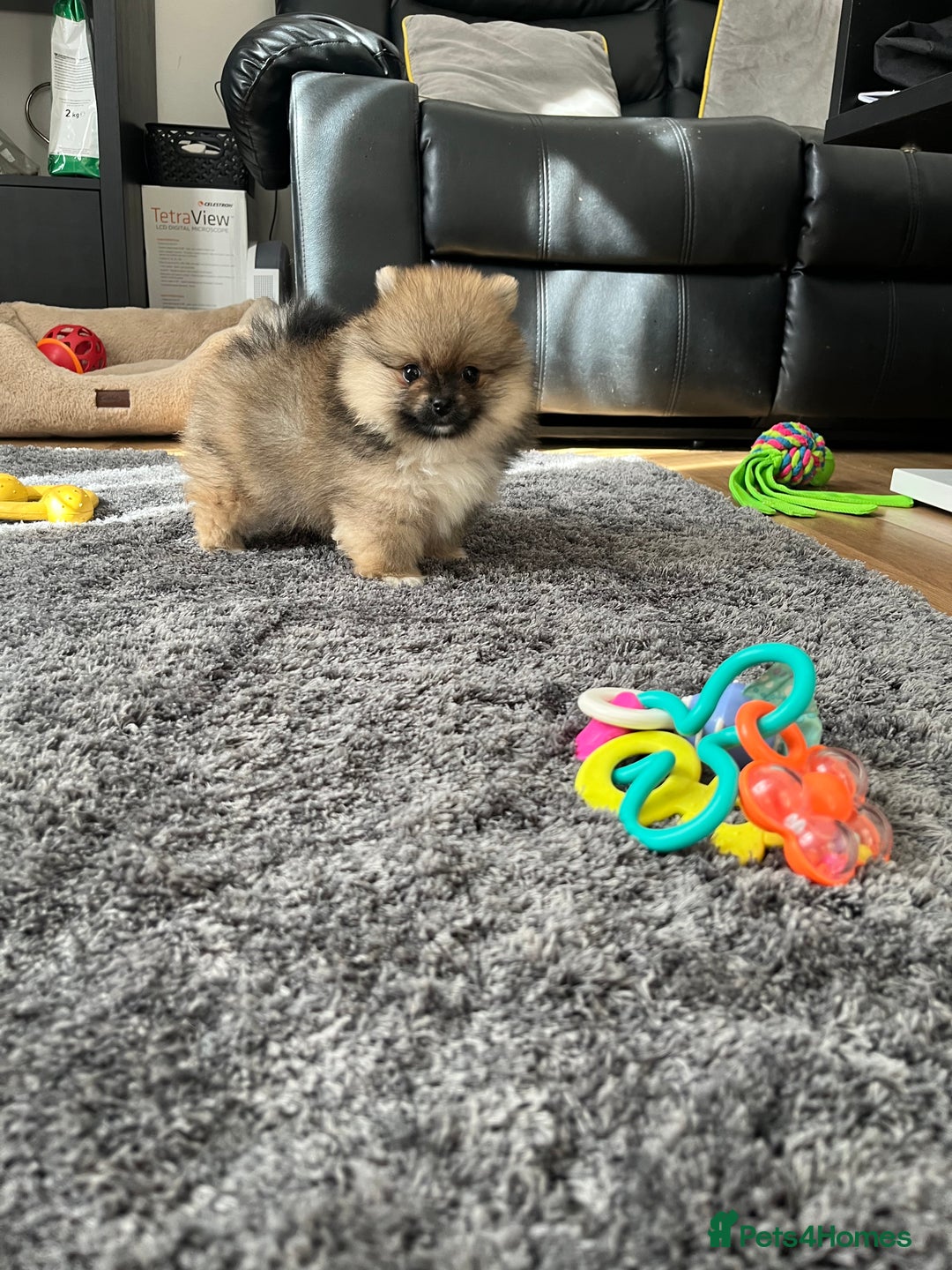 Pomeranian dogs for sale: Stunning 🧸 Teddy 🏆 Champion Line Boy - Image 5