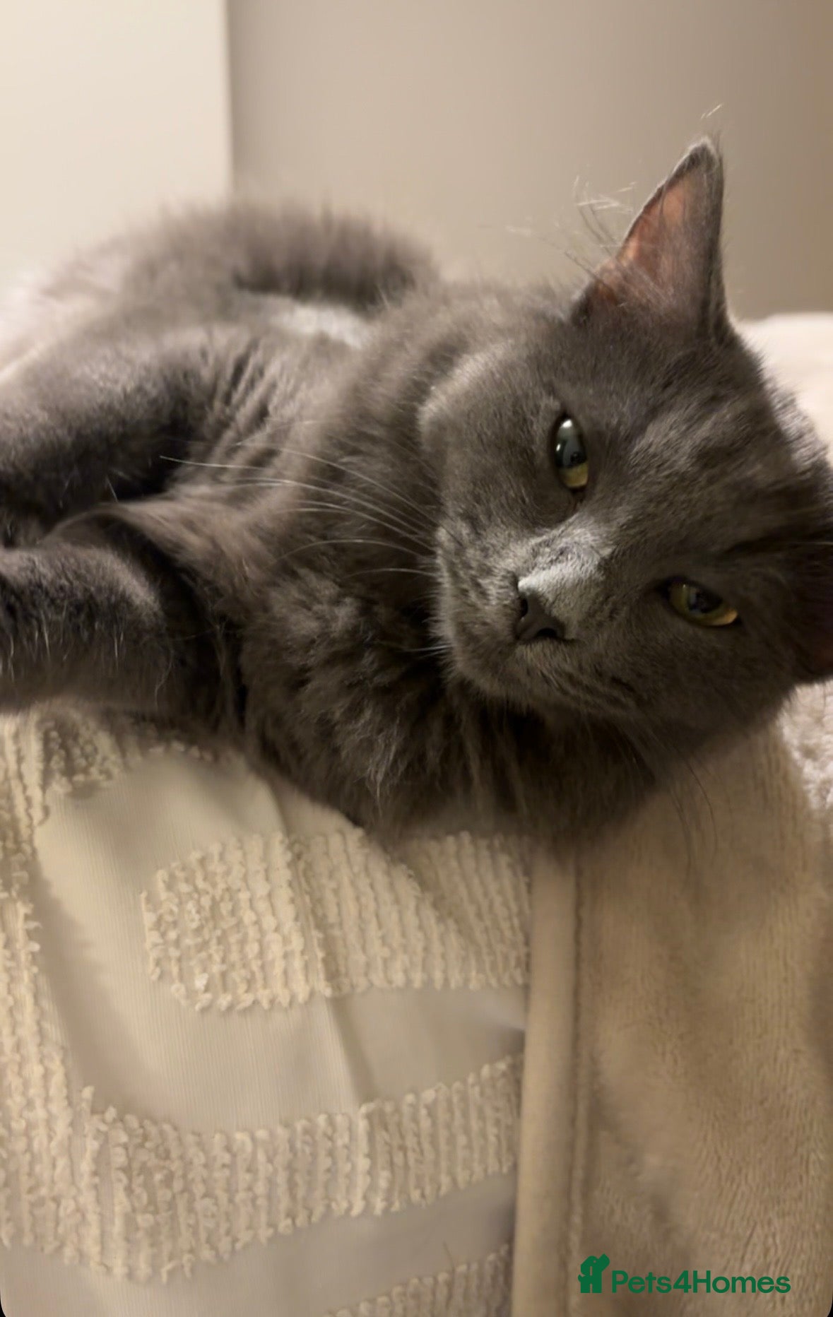 Nebelung cats KITTENS ON THE WAY - Advert 1